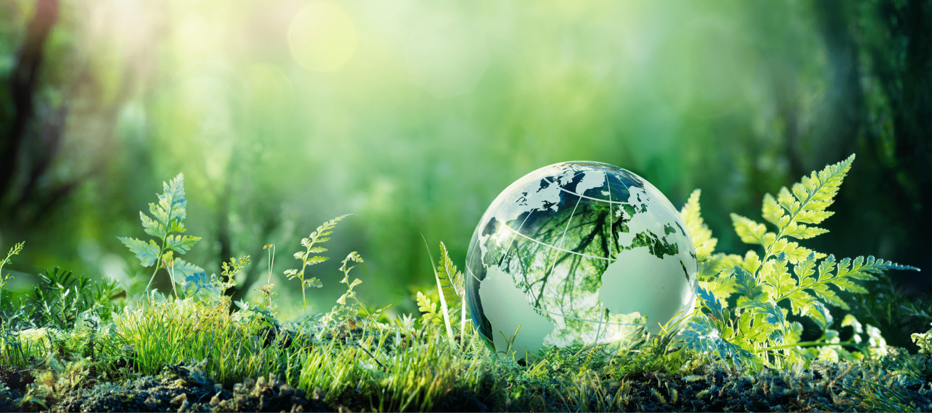 banner-image